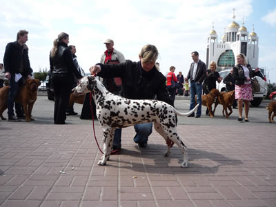 Kennel Volshebny Mir, Bellissima Bogema