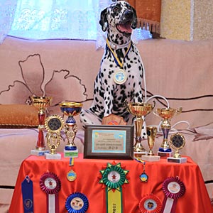 Kennel Volshebny Mir, Baffi Besti Dolly