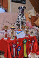 Kennel Volshebny Mir, Baffi Besti Dolly Volshebny Mir