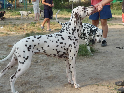 Kennel Volshebny Mir, Baronessa Makedonskaya Volshebny Mir