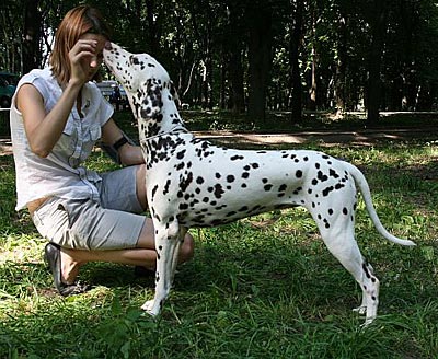 Kennel Volshebny Mir, Bellissima Bogema