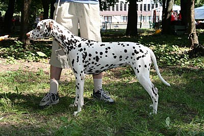 Kennel Volshebny Mir, Bellissima Bogema