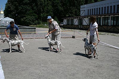 Kennel Volshebny Mir, Bellissima Bogema