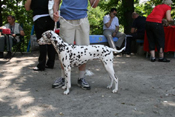 Kennel Volshebny Mir, Bellissima Bogema Volshebny Mir, Alexandr Kurganovich