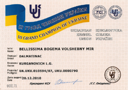 Kennel Volshebny Mir, Bellissima Bogema