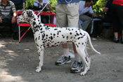 Kennel Volshebny Mir, Bellissima Bogema Volshebny Mir