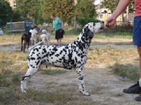 Kennel Volshebny Mir