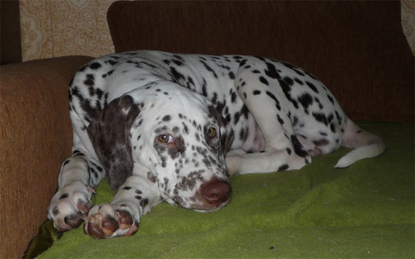 Kennel Volshebny Mir, Viva Donskaya Krasavitsa