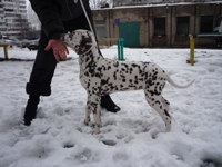 Kennel Volshebny Mir, Viva Donskaya Krasavitsa