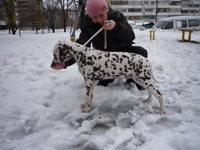 Kennel Volshebny Mir, Viva Donskaya Krasavitsa