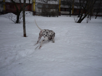 Kennel Volshebny Mir, Viva Donskaya Krasavitsa