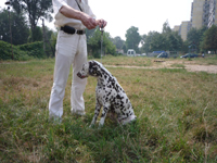 Kennel Volshebny Mir, Viva Donskaya Krasavitsa