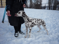 Kennel Volshebny Mir, Viva Donskaya Krasavitsa