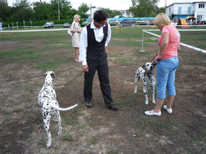 Dalmatian Kennel Volshebny Mir