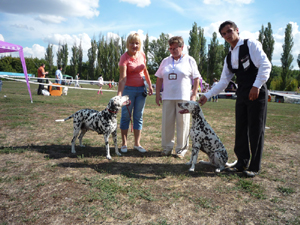 Dalmatian Kennel Volshebny Mir