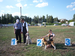 Dalmatian Kennel Volshebny Mir