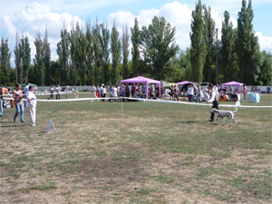 Dalmatian Kennel Volshebny Mir