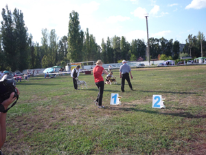 Dalmatian Kennel Volshebny Mir