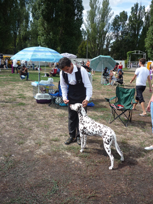 Dalmatian Kennel Volshebny Mir