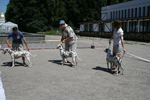 Kennel Volshebny Mir, Bellissima Bogema Volshebny Mir, Alexandr Kurganovich