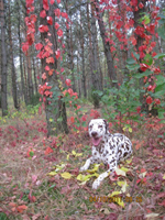 Kennel Volshebny Mir, Baltika Chokolate Volshebny Mir