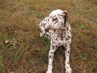 Kennel Volshebny Mir, Baltika Chokolate Volshebny Mir