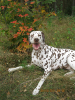 Kennel Volshebny Mir, Baltika Chokolate Volshebny Mir