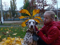 Kennel Volshebny Mir, Baltika Chokolate Volshebny Mir