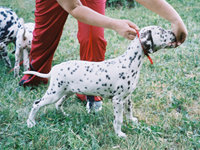 Kennel Volshebny Mir, Baronessa Makedonskaya Volshebny Mir