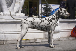 Kennel Volshebny Mir, Bellissima Bogema Volshebny Mir