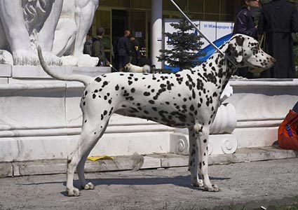 Kennel Volshebny Mir, Bellissima Bogema