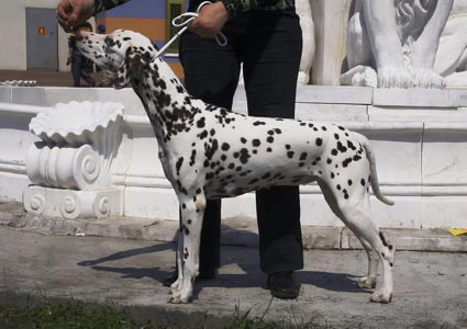 Kennel Volshebny Mir, Bellissima Bogema