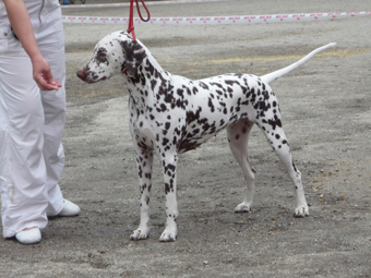 Kennel Volshebny Mir, Viva Donskaya Krasavitsa