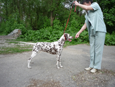 Kennel Volshebny Mir, Viva Donskaya Krasavitsa