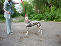 Kennel Volshebny Mir, Viva Donskaya Krasavitsa