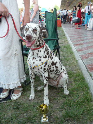 Kennel Volshebny Mir, Viva Donskaya Krasavitsa