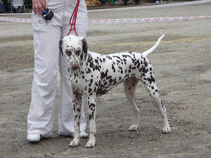 Kennel Volshebny Mir